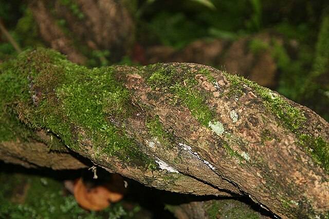 Banisteriopsis caapi by François Delonnay Archivo Centro Takiwasi